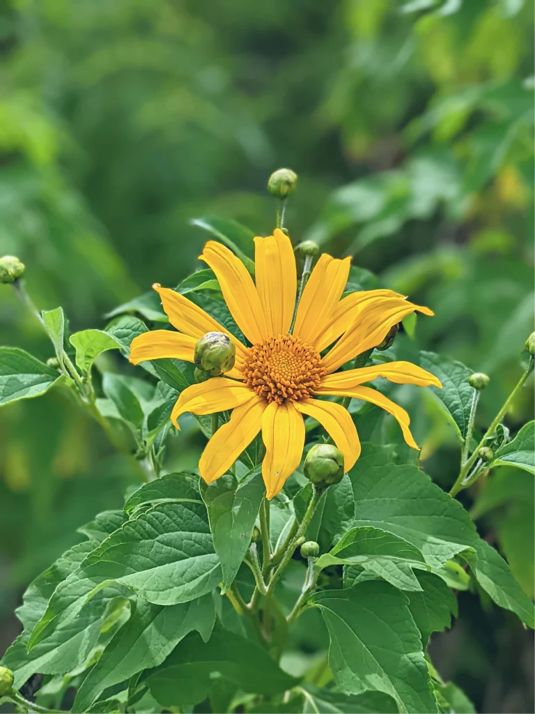 Wild Sunflower