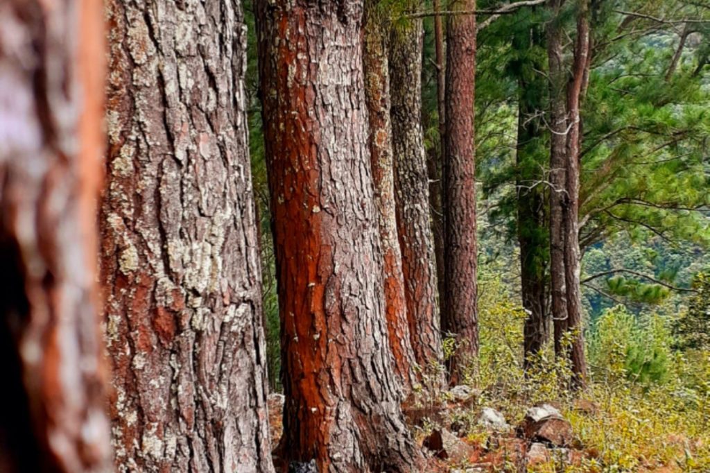 Through the pine forest