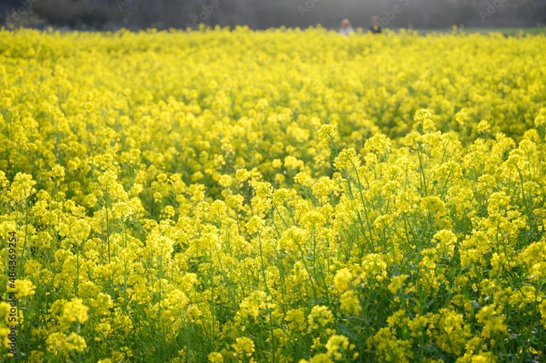 Mother Farm: Chiba, Tokyo