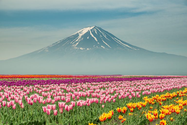 Landscape of Japan tulips with Mt.fuji in Japan