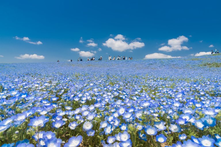 Nemophila, flower field at Hitachi Seaside Park in spring, Japan