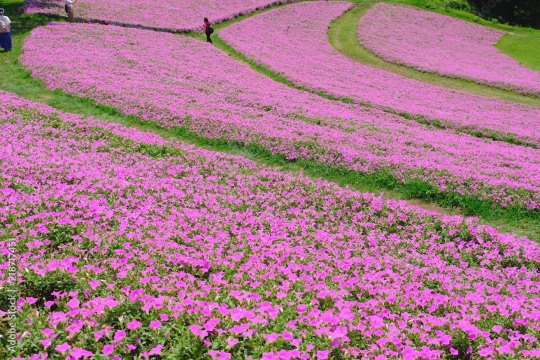 Mother Farm: Chiba, Tokyo