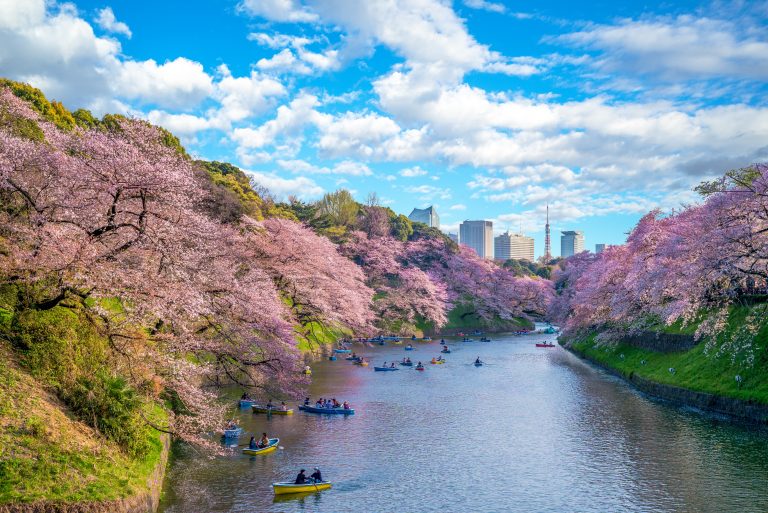 cherry blossom at chidori ga fuchi, tokyo, japan