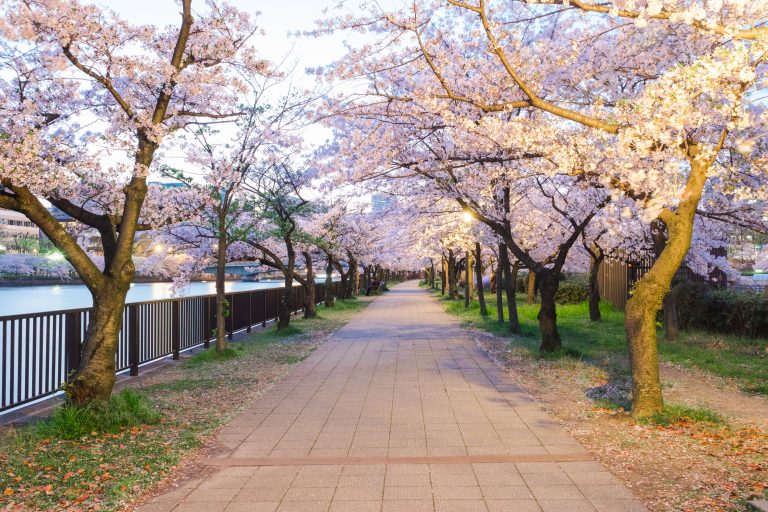 Sakura cherry blossoms light up in Shinjuku Gyoen, Tokyo