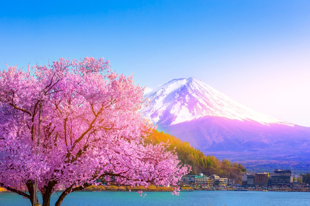 Mount Fuji and cherry blossoms which are viewed from lake Kawaguchiko, Yamanashi, Japan