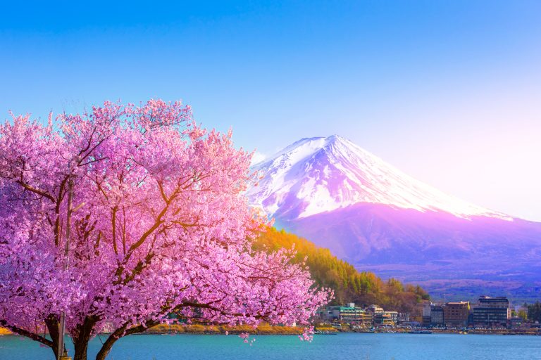 Mount Fuji and cherry blossoms which are viewed from lake Kawagu