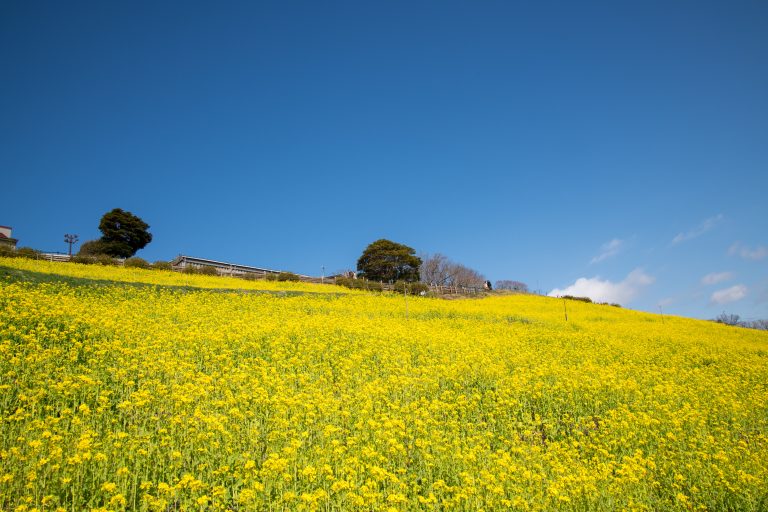 Mother Farm: Chiba, Tokyo