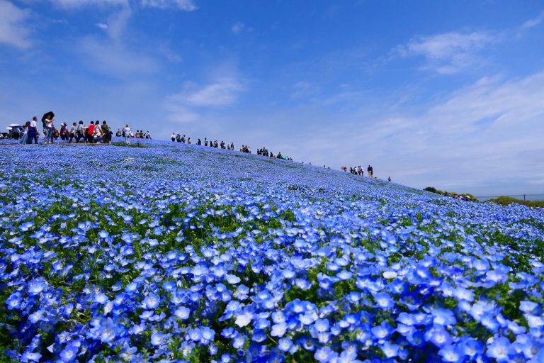 Hitachi Seaside Park, Ibaraki