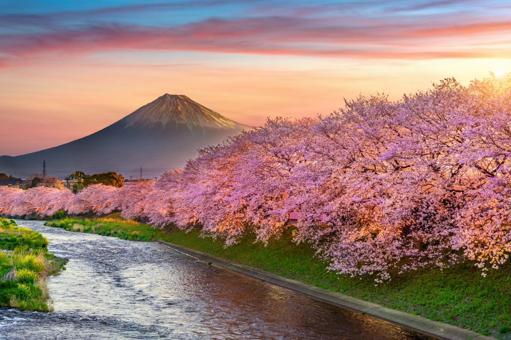 Cherry blossoms and Fuji mountain in spring at sunrise, Shizuoka