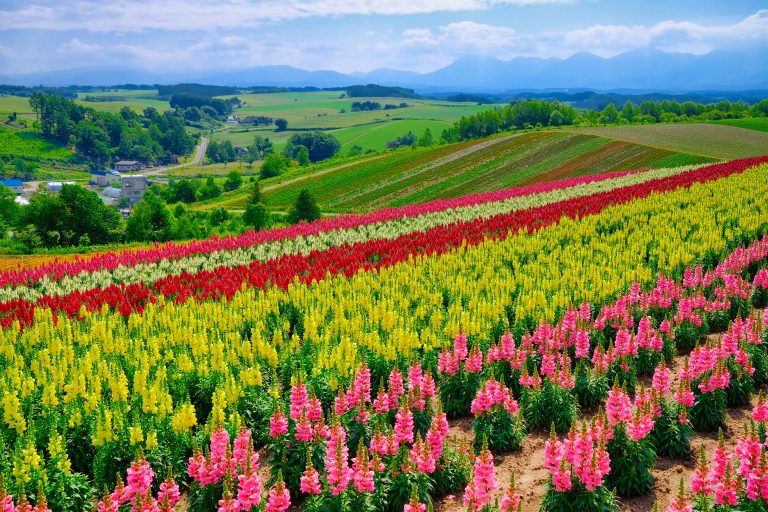 Mother Farm: Chiba, Tokyo