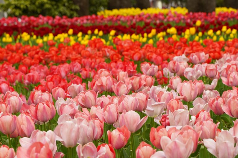 Kamiyubetsu Tulip Park