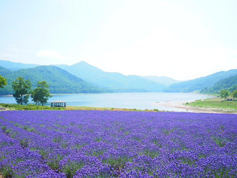 Hitachi Seaside Park, Ibaraki