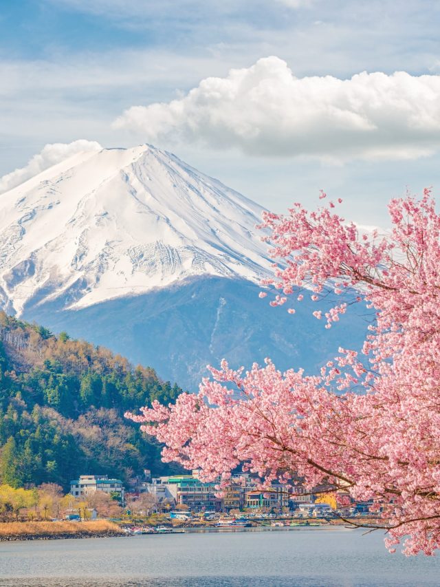 Mountain Fuji in spring ,Cherry blossom Sakura