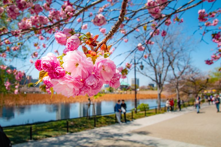 Japan's spring season