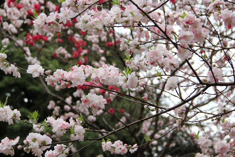 shinjuku gyoen national garden