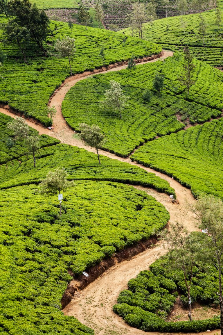 Tea Plantations