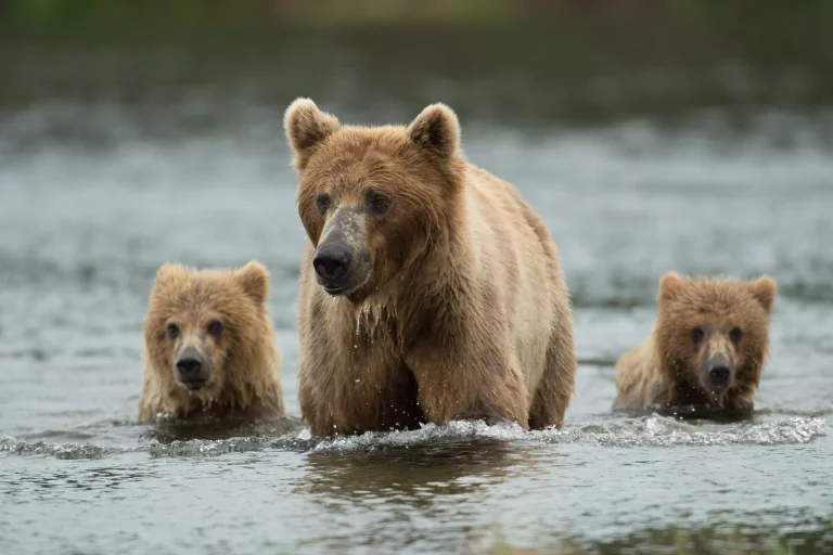 Alaska Wildlife