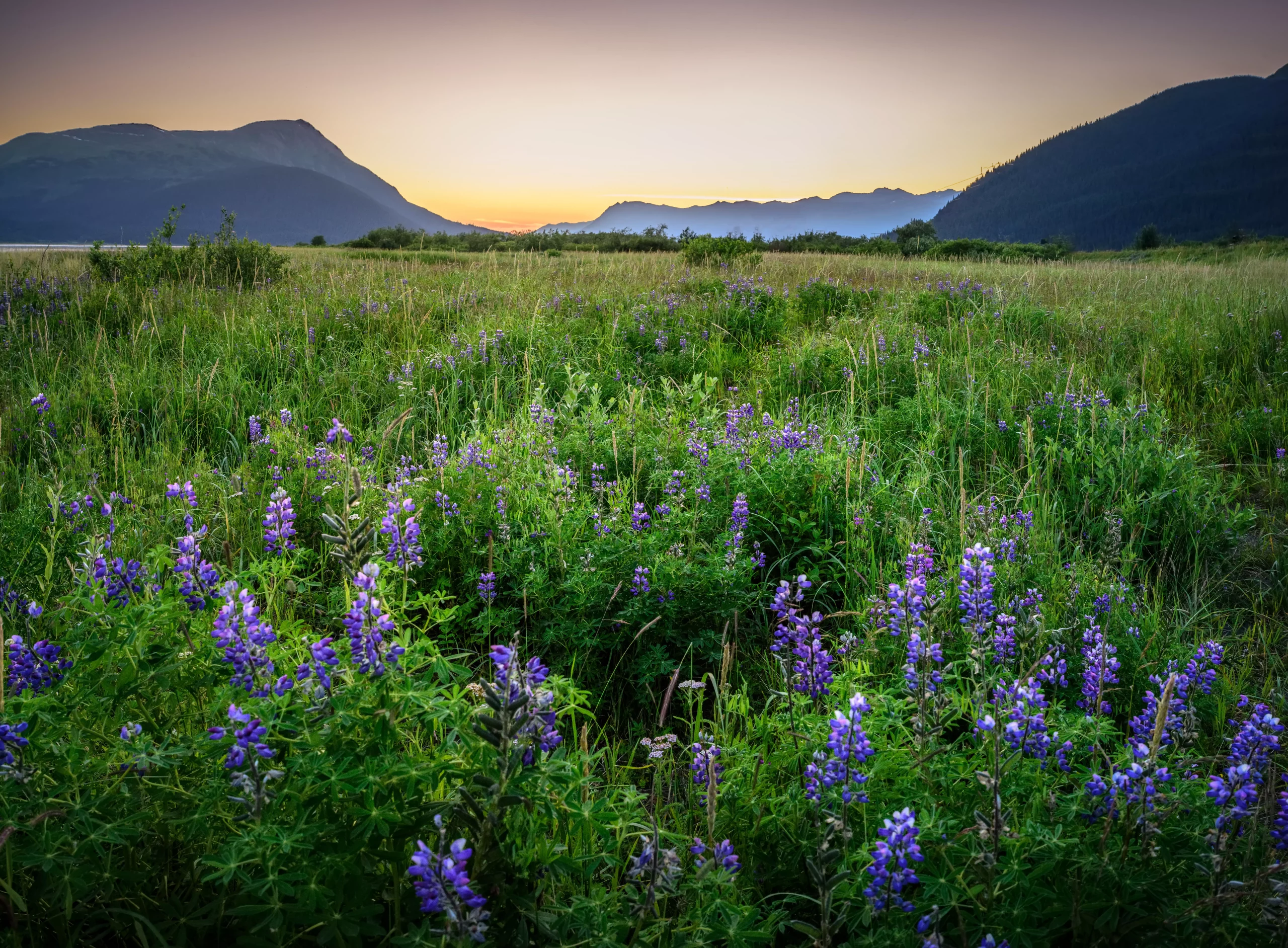 Anchorage Festival of Flowers