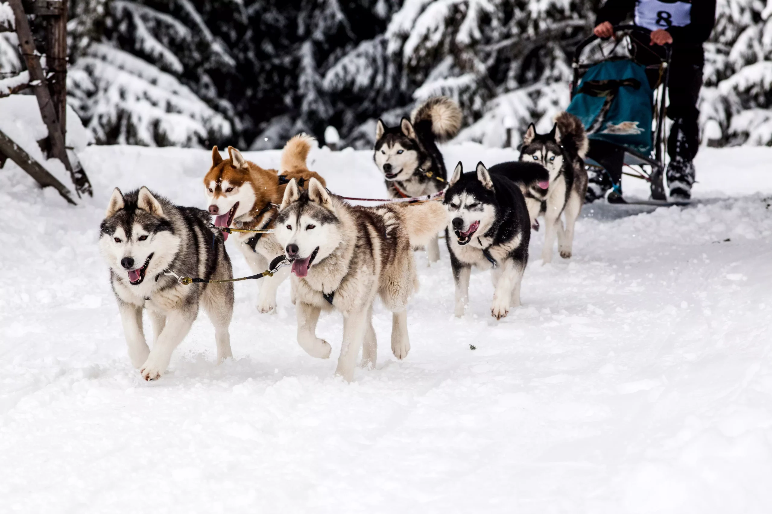 Dog Sled Adventure, Fairbanks, Alaska