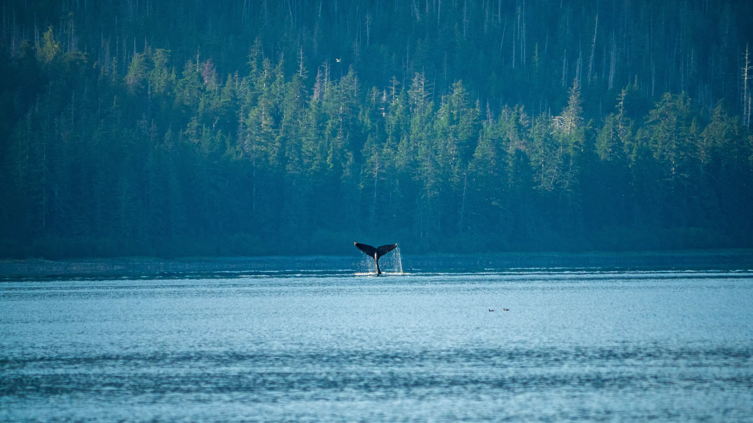 Humpback whale breaching in Alaska