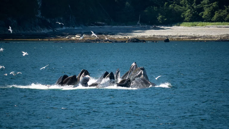 Humpback whale breaching in Alaska