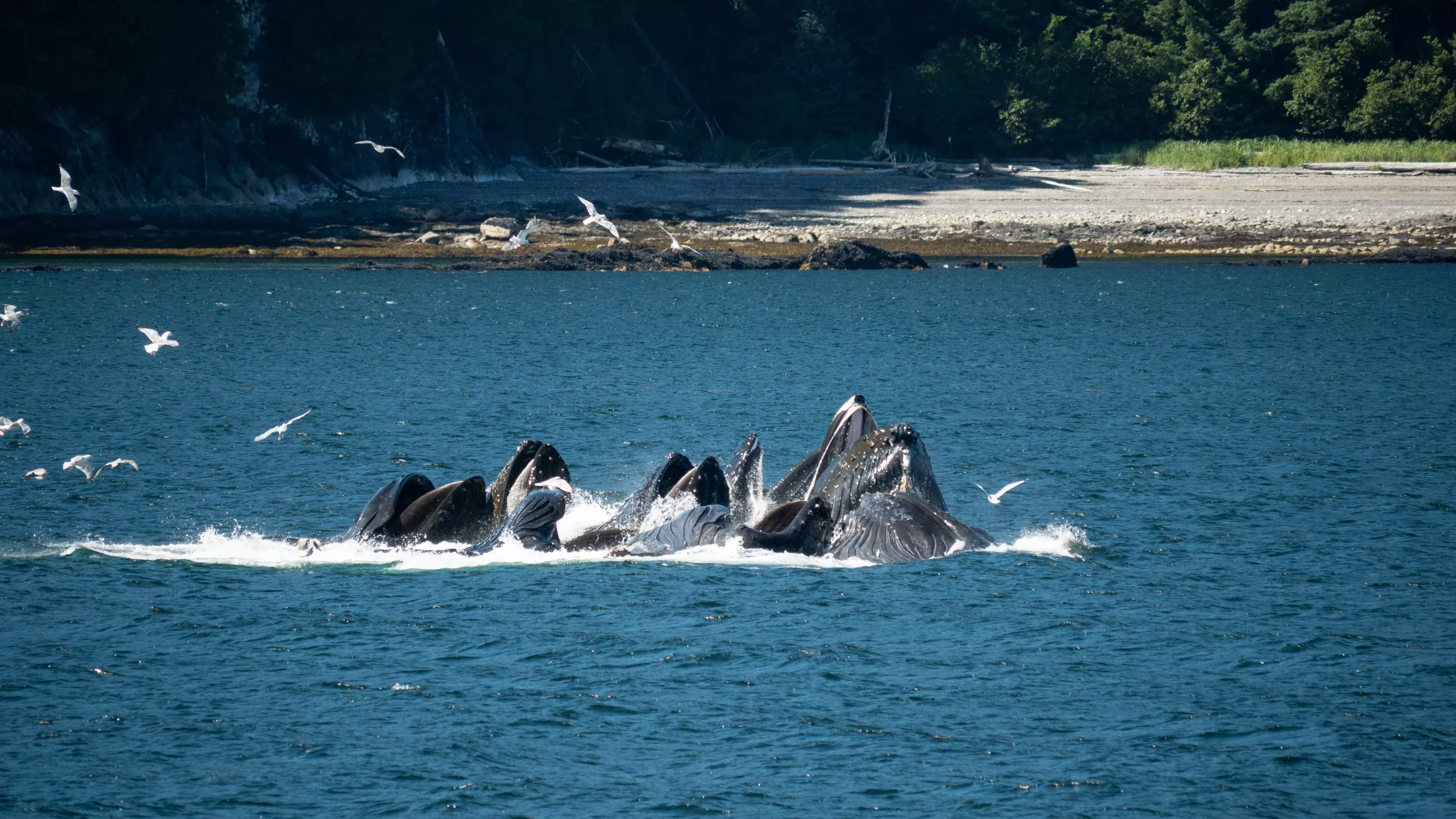 Humpback whale breaching in Alaska