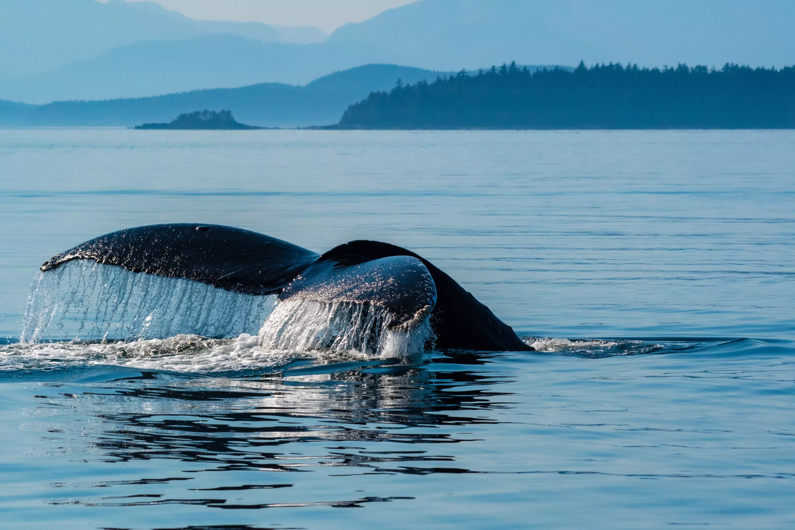 Humpback whale breaching in Alaska