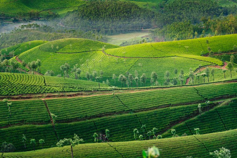 Green hills of tea plantations in Munnar