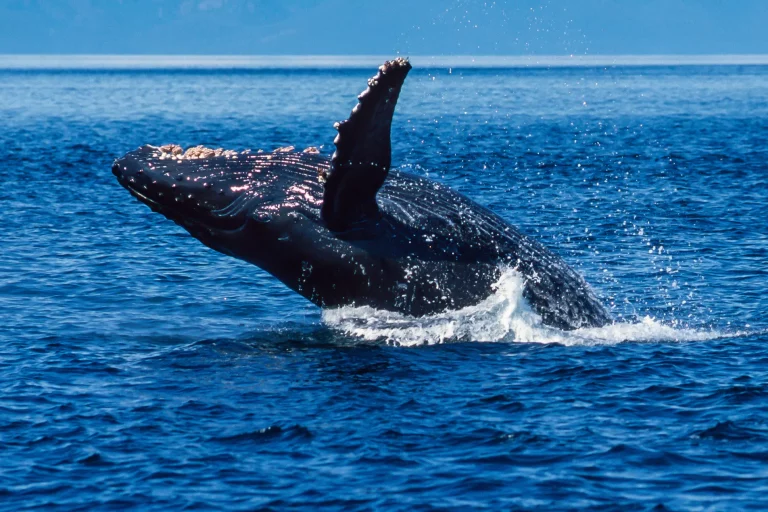 Humpback whale breaching in Alaska