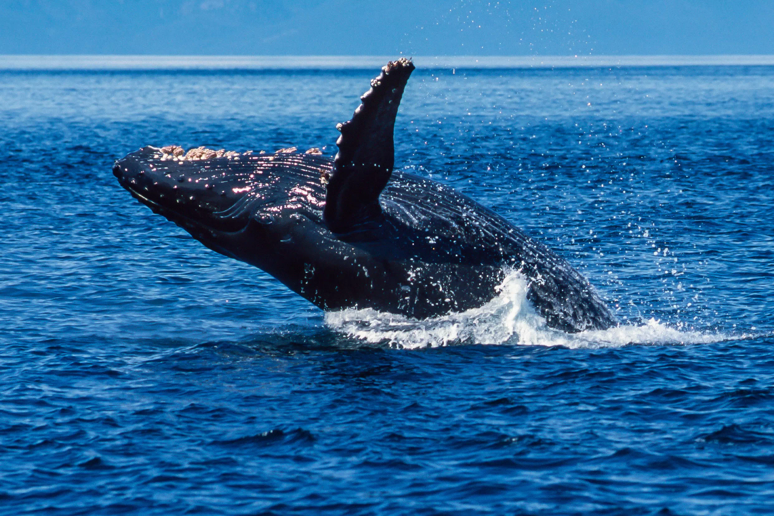 Humpback whale breaching in Alaska