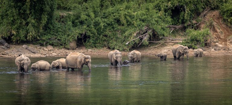 A herd of  wild asian elephants feeding in the Periyar River, Ke