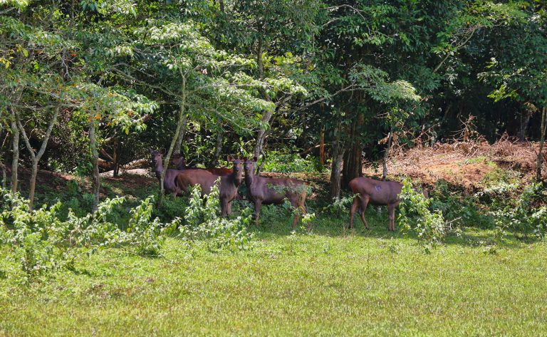 Group of Sambar Deers grazing in Periyar national park, Kerala, South India