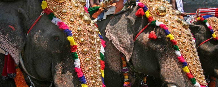 Temple elephants at a Hindu festival in Kerala , India