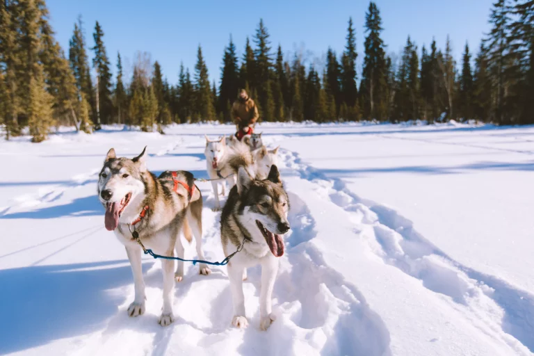 Dog Sled Adventure, Fairbanks, Alaska