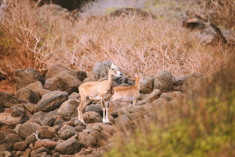 Deer  in Lanai island, Hawaii