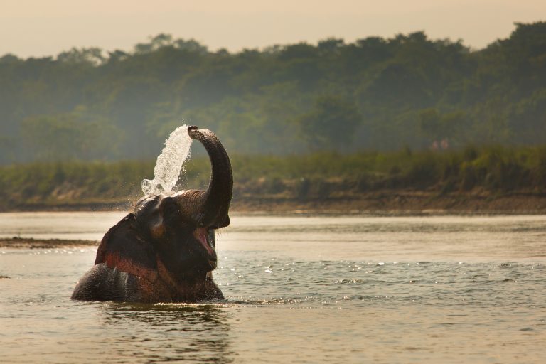 Elephant playing with water in a river, Chitwan Nationl Park, Ne