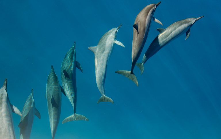 After diving off the island of Molokini