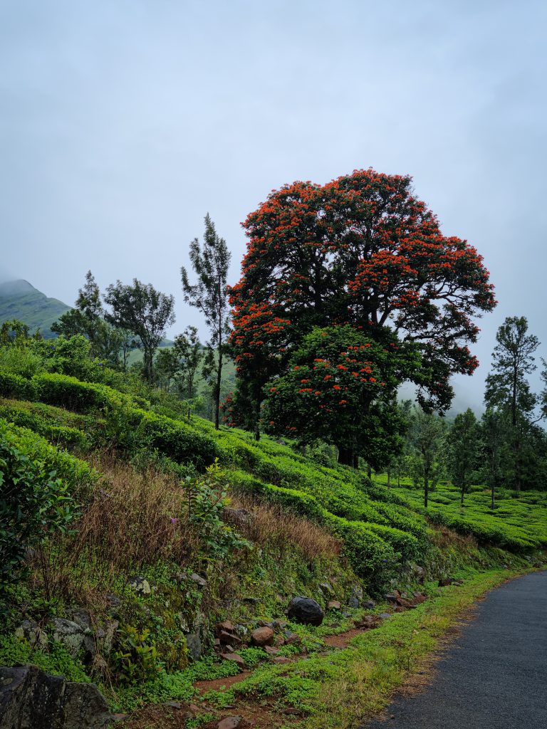 Wayanad Beauty