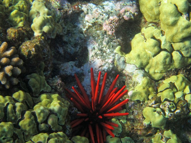 Underwater world of Molokini