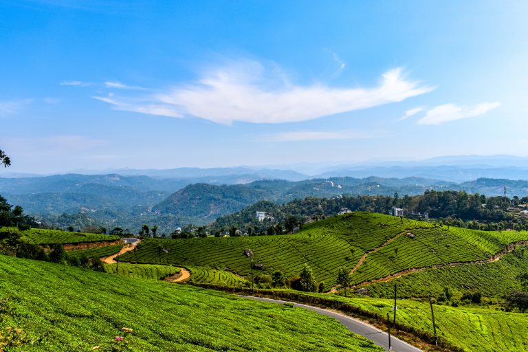 Munnar tea plantations with fog in early morning at sunrise