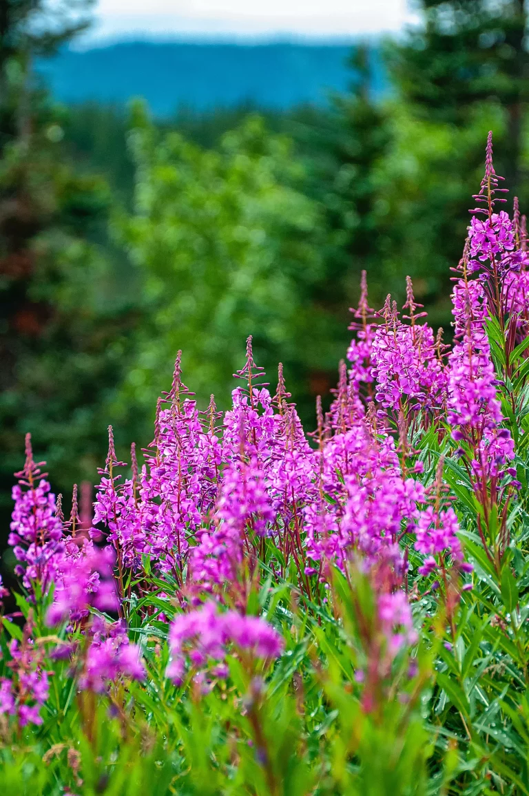 Anchorage Festival of Flowers