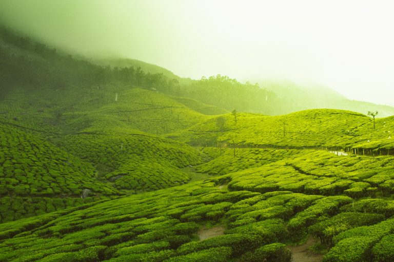 Munnar tea plantations with fog in early morning at sunrise