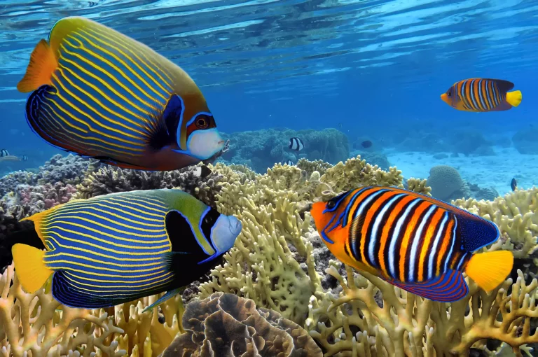 Great Barrier Reef, Australia