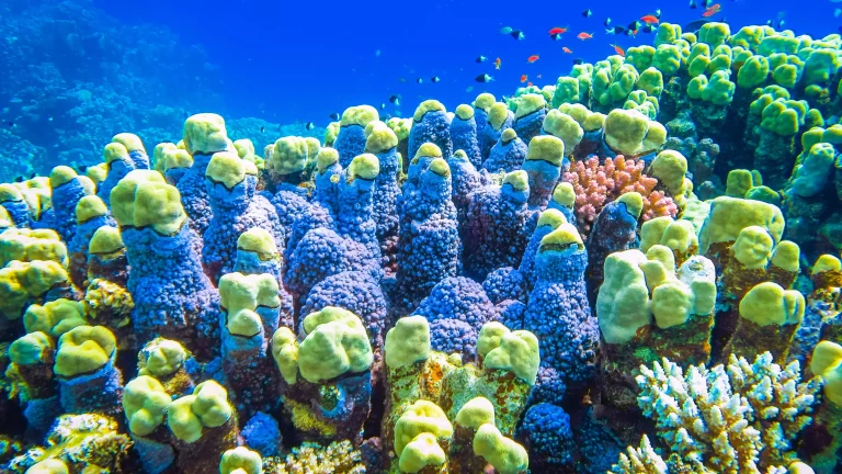 Great Barrier Reef, Australia