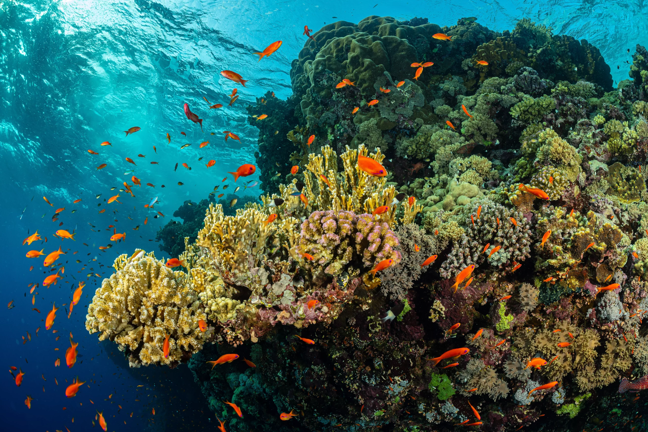 Top 6 Safest Underwater Destinations in the World - Travel Far Beyond