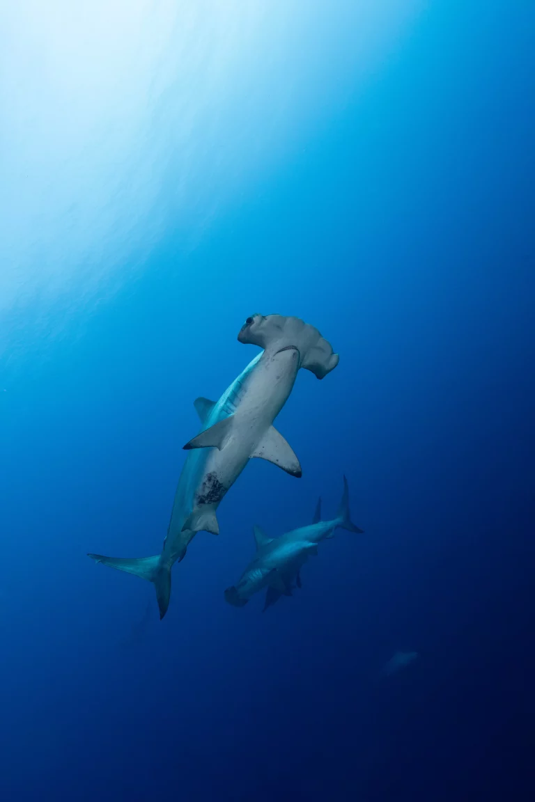 Galapagos Islands