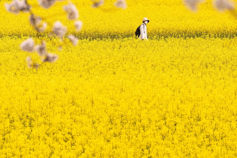 Mother Farm, Japan