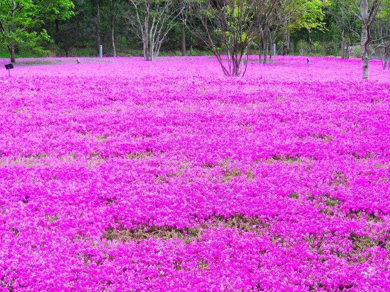 Mother Farm, Japan