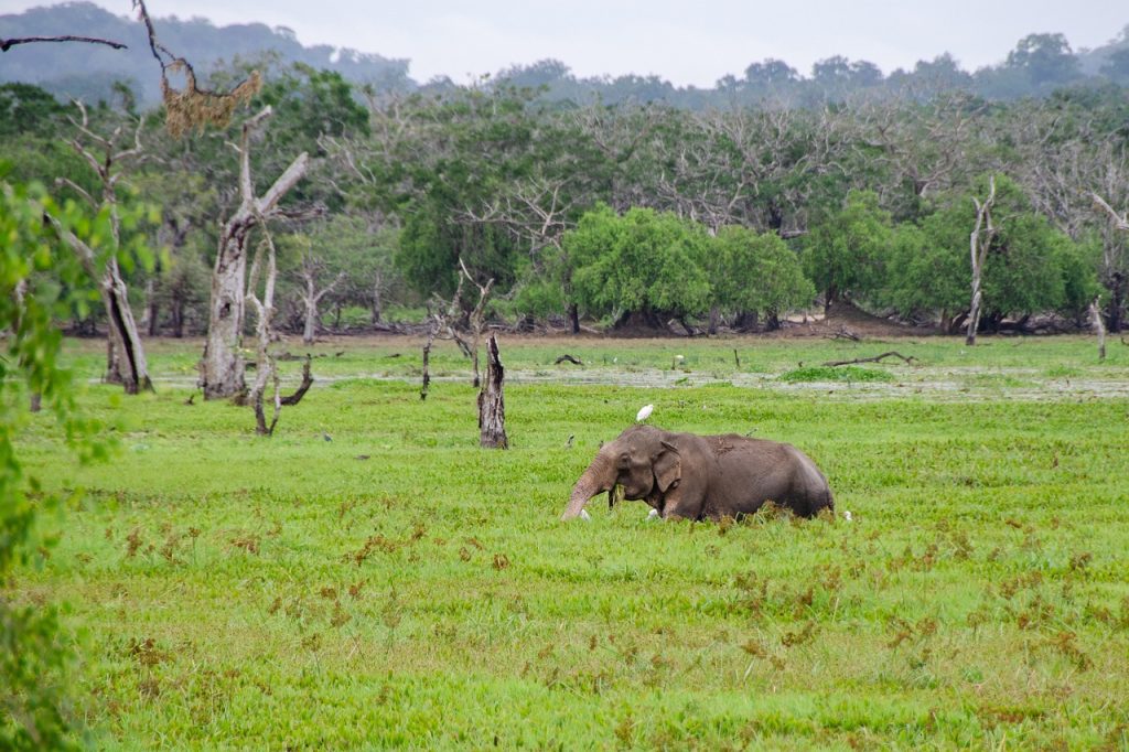 Yala National Park; Elephant