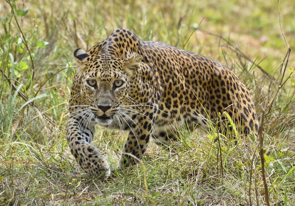 Yala National Park; Sri Lankan Leopard